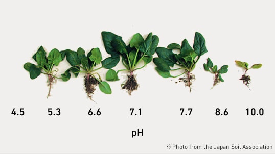 Incorrect pH levels will Affect Plant Growth