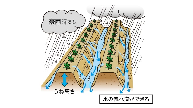 豪雨時でも、水の流れ道ができる