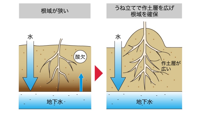 根域が狭い→うね立てで作土層を広げ根域を確保