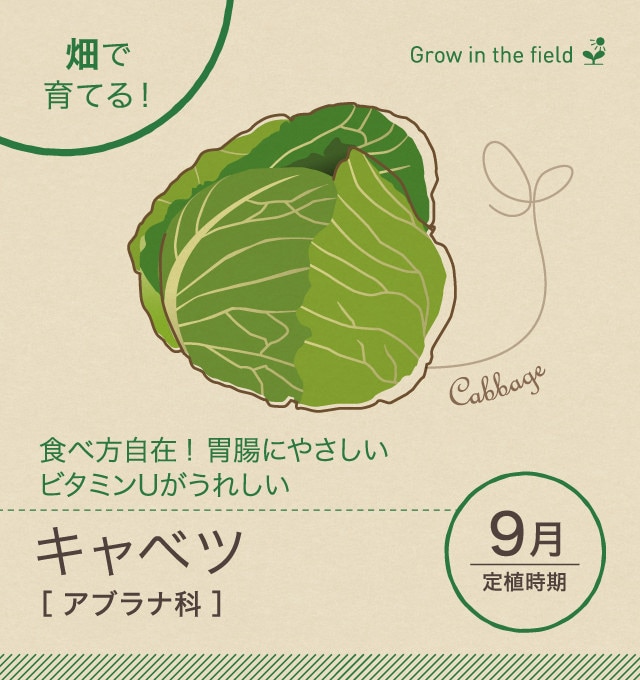 キャベツ 畑 で野菜栽培 ごちそう 家庭菜園 わたしのアグリライフ 農業 ヤンマー