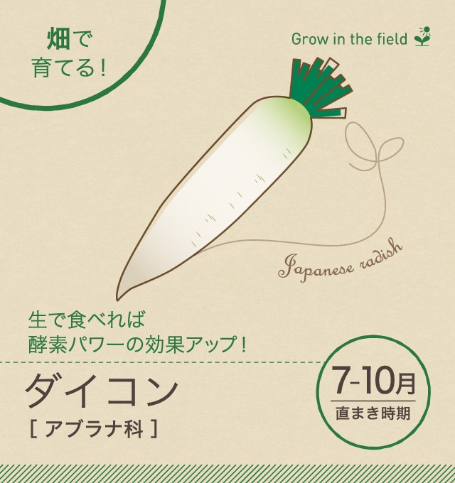 ダイコン 畑 で野菜栽培 ごちそう 家庭菜園 わたしのアグリライフ 農業 ヤンマー