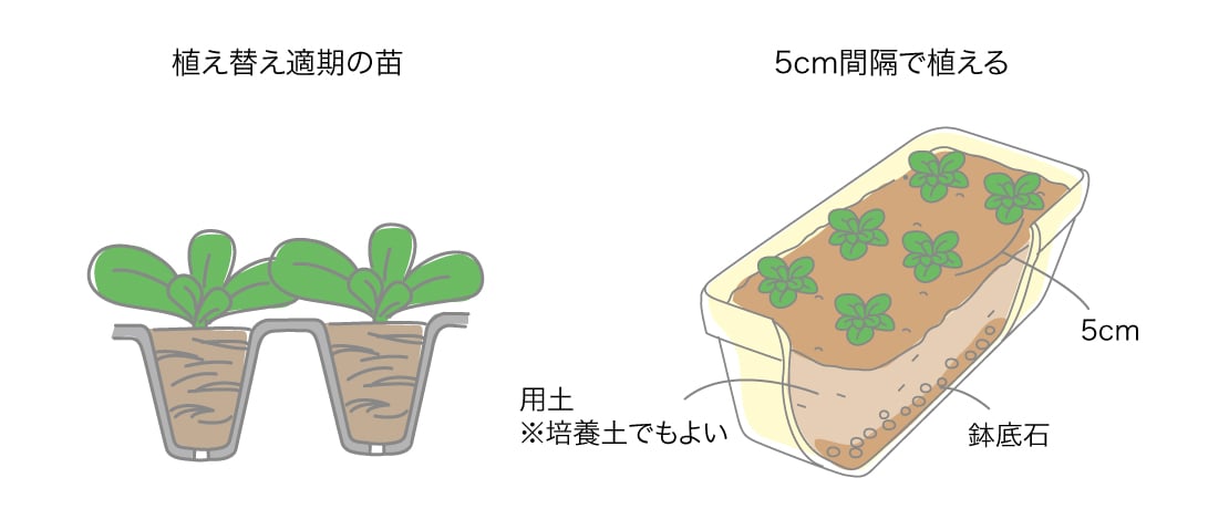 コマツナの苗と定植