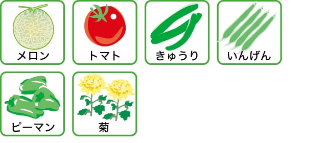 メロン、トマト、きゅうり、いんげん、ピーマン、菊