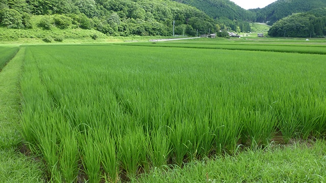 蛍が住むほど清らかな水が流れ、水田が広がるのどかな京の山里・南丹市日吉町。