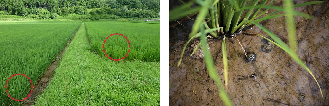<カルテック農法>で栽培したほ場の稲(右のほ場)は、慣行栽培(左のほ場)と違って、緑色がすこし淡く自然の草に近い葉色になり、タニシの数が多いという。